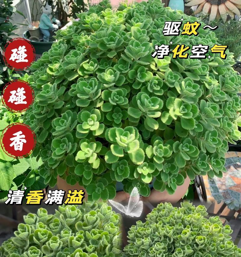 碰碰香的浇水频率是多少？怎样浇水才能保持其活力？