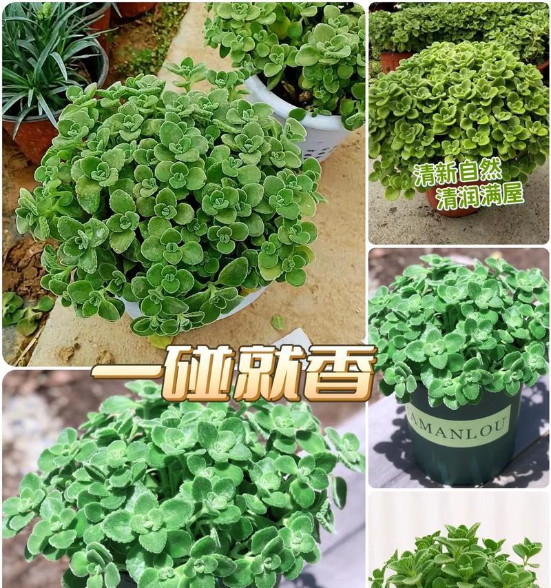 碰碰香的浇水频率是多少？怎样浇水才能保持其活力？