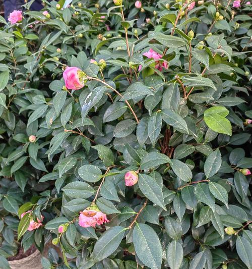 茶花种子种植的成功秘诀是什么？