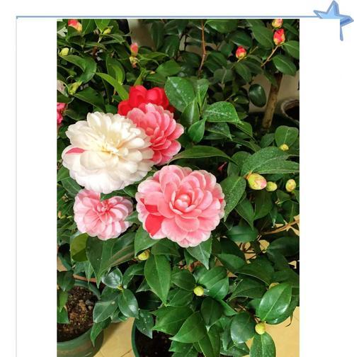 茶花种子种植的成功秘诀是什么？