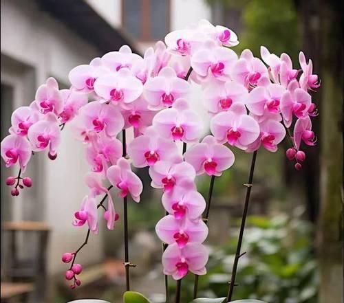 好运加满花代表什么？