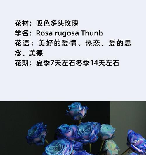不同颜色的玫瑰花各自代表什么？它们的花语有何不同？