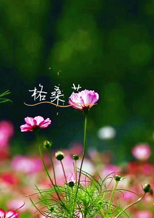 彼此珍视的花语有何寓意？彼此珍视的花语代表什么？