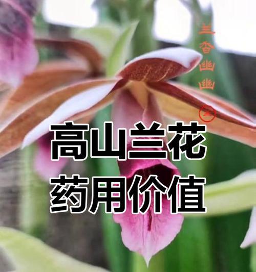 鹤顶兰的花语是什么？鹤顶兰代表什么寓意？