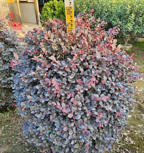 螺丝球的花语代表了什么？