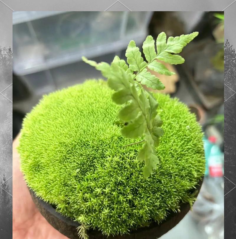 苔草盆栽的养护条件有哪些？如何保持苔草盆栽的健康？