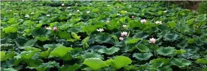 黄豆芽的花语有何特殊含义？