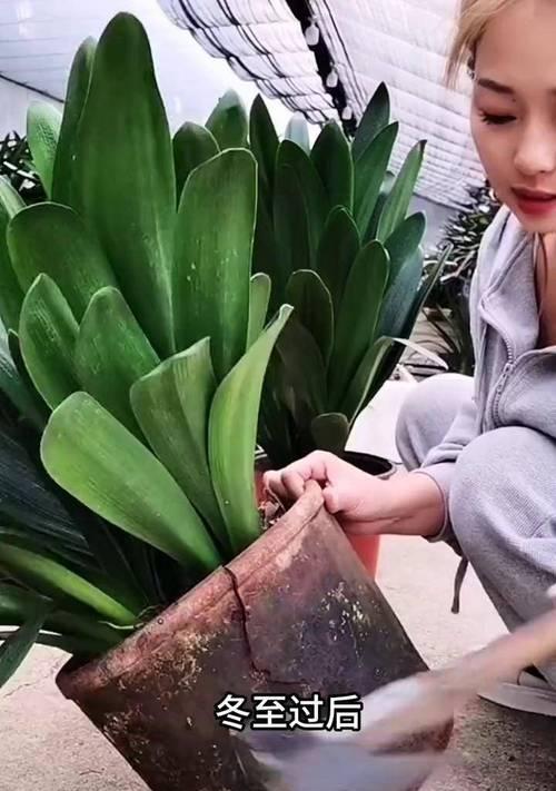 君子兰不开花怎么办？怎样促进君子兰开花？