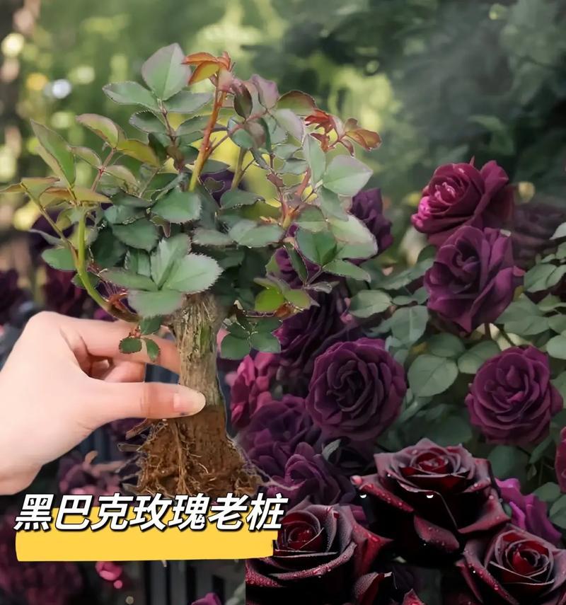 外卖暗夜玫瑰花语有何含义？它适合什么场合？