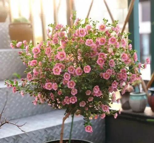 盆栽木槿花的养护要点是什么？如何保持其花期长？