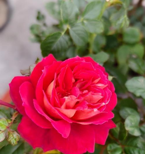 八月正红的花代表了什么？