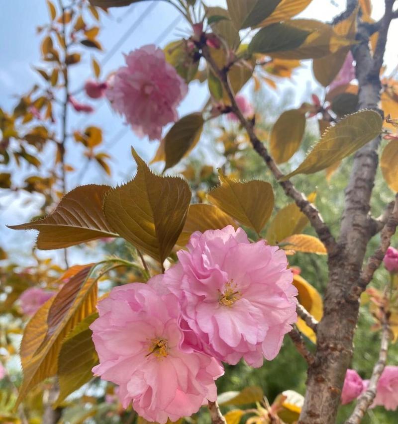 八月正红的花代表了什么？