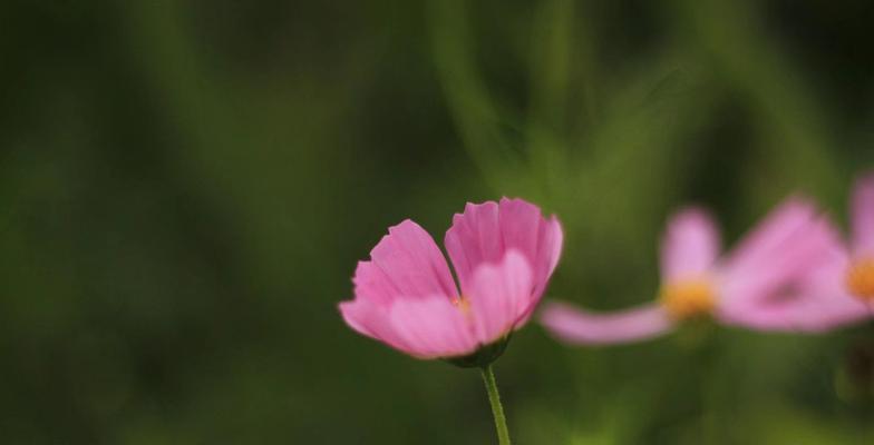 八月正红的花代表了什么？
