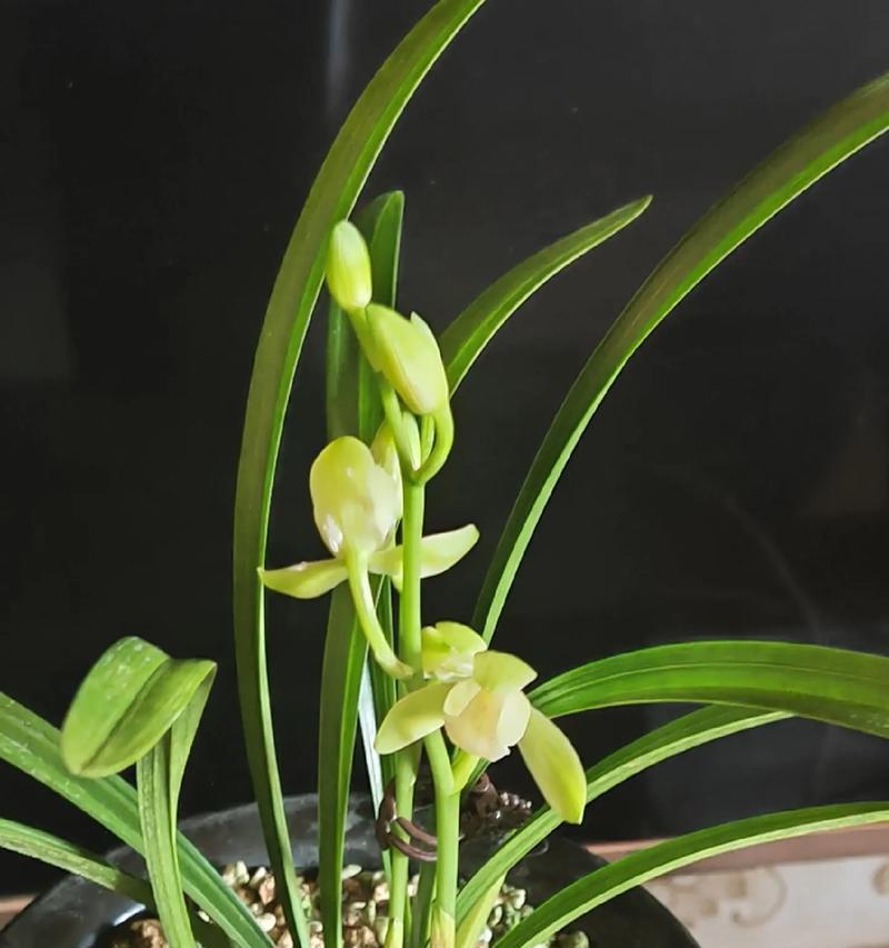 兰花寓意与花语有何区别？兰花的象征意义是什么？