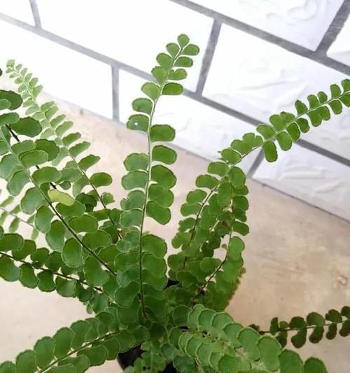蕨类植物的寓意和花语有哪些？
