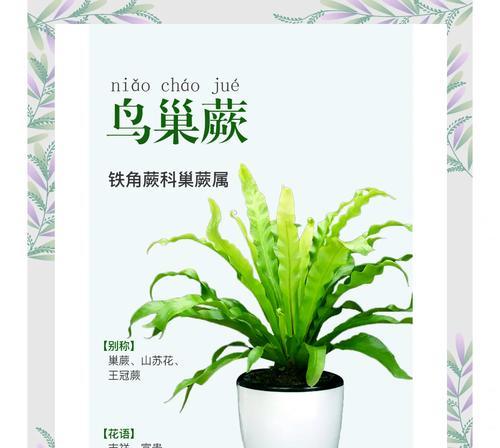 蕨类植物的寓意和花语有哪些？