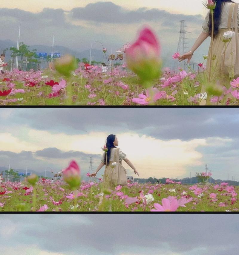 天路格桑花的花语是什么？真心香槟玫瑰花语又是什么呢？