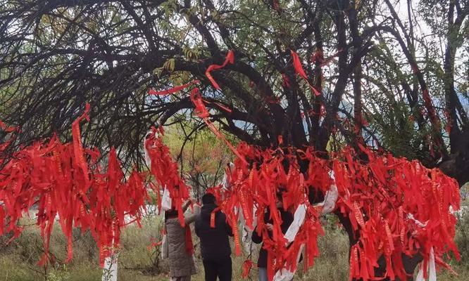 天路格桑花的花语是什么？真心香槟玫瑰花语又是什么呢？