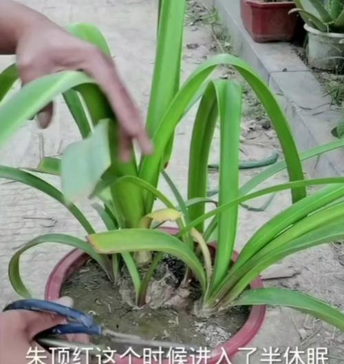 朱顶红的休眠期是什么时候？休眠期间的养护要点有哪些？