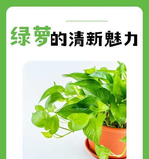 绿箩枯萎了怎么恢复生机？