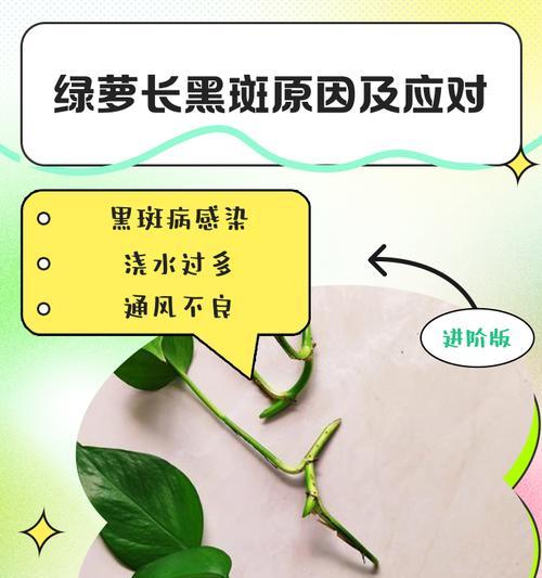 绿箩枯萎了怎么恢复生机？