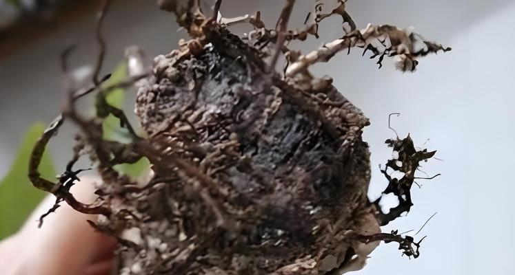 绿箩枯萎了怎么恢复生机？