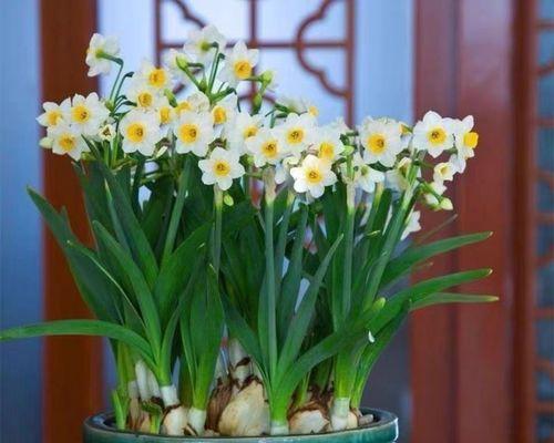 冬季有哪些植物可以开花？如何在冬季照料这些开花植物？