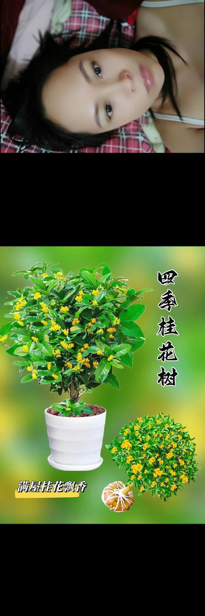 桂花的开花时间是什么时候？如何促进桂花的开花？