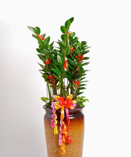 哪种花象征财富和好运？