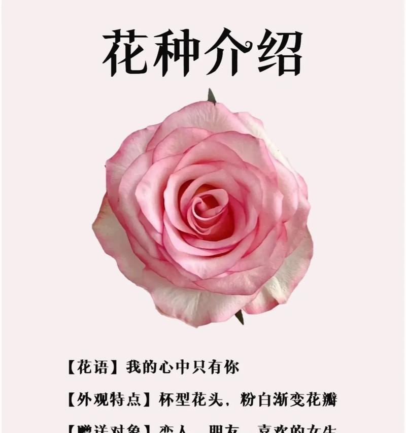 迷你世界玫瑰花的花语有何特别？迷你世界玫瑰花代表了什么？