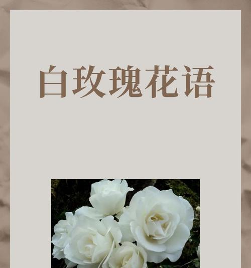 迷你世界玫瑰花的花语有何特别？迷你世界玫瑰花代表了什么？