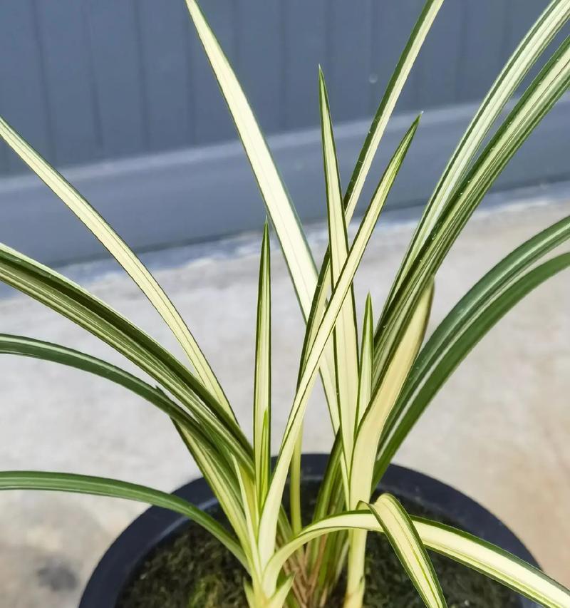 绿植兰花的寓意和花语是什么？它象征着什么？