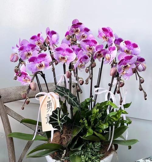 绿植兰花的寓意和花语是什么？它象征着什么？