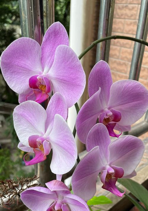 绿植兰花的寓意和花语是什么？它象征着什么？