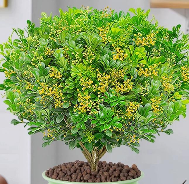 米兰植物养护要点是什么？怎样才能使其开花？