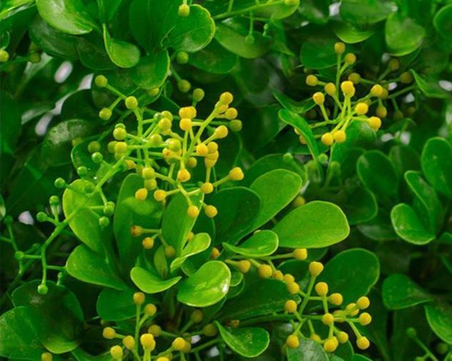 米兰植物养护要点是什么？怎样才能使其开花？