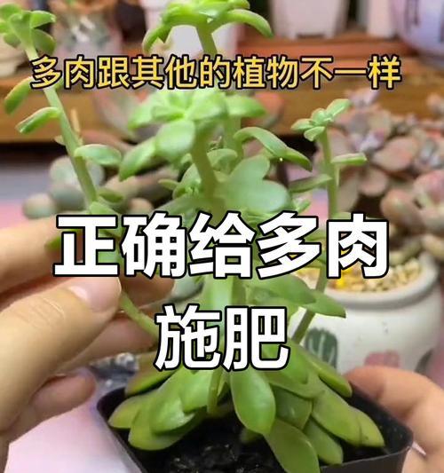 家庭植物施肥的正确方法是什么？施肥时应注意什么？