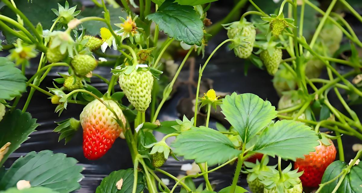 家庭植物施肥的正确方法是什么？施肥时应注意什么？