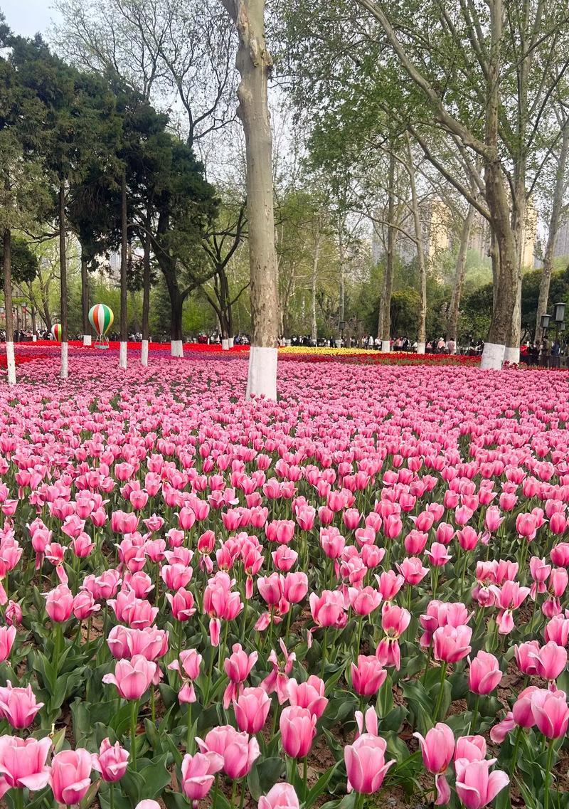 哪种花的花语最符合警察的形象？它象征着什么？