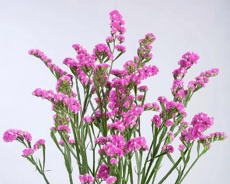 勿忘我开花的最佳季节是什么时候？如何促进勿忘我开花？
