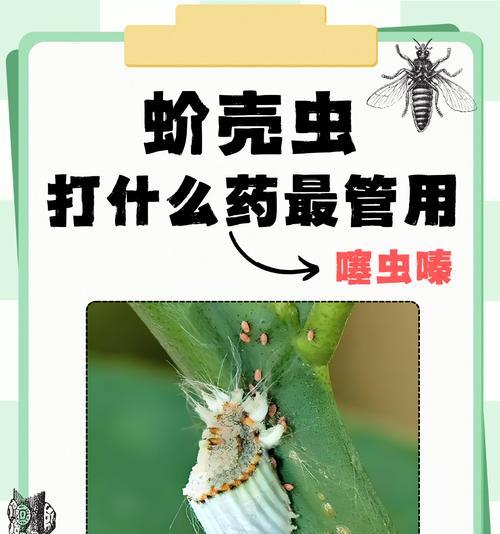 介壳虫如何有效消灭？有哪些家庭防治方法？