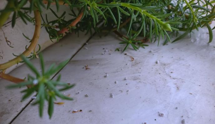 介壳虫如何有效消灭？有哪些家庭防治方法？