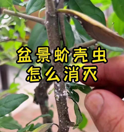 介壳虫如何有效消灭？有哪些家庭防治方法？