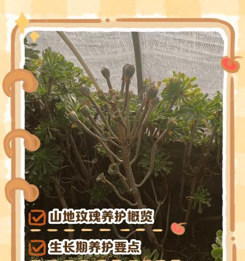 山地玫瑰休眠期的护理方法是什么？如何唤醒休眠的山地玫瑰？