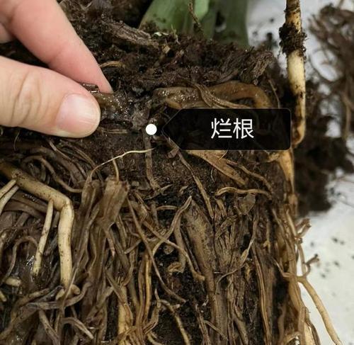 平安树烂根了怎么处理？有哪些预防措施？