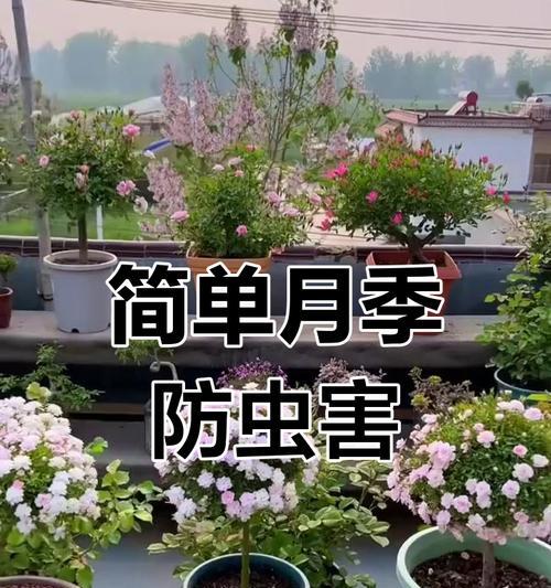 月季盆栽的养护要点是什么？如何防止病虫害？