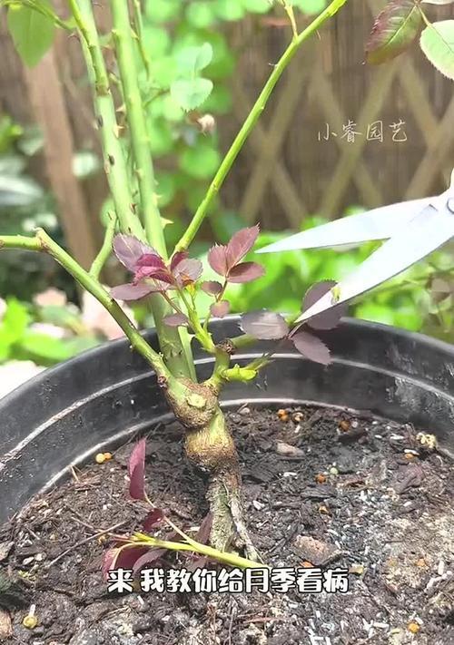 月季盆栽的养护要点是什么？如何防止病虫害？