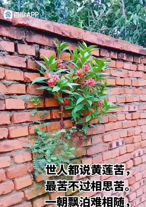 缘尽了是什么花的花语？哪种花象征着关系的结束？