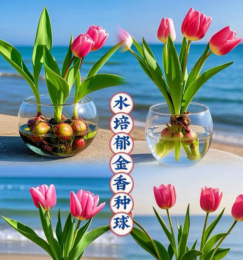 郁金香花的养殖技巧有哪些？如何确保其在春天盛开？
