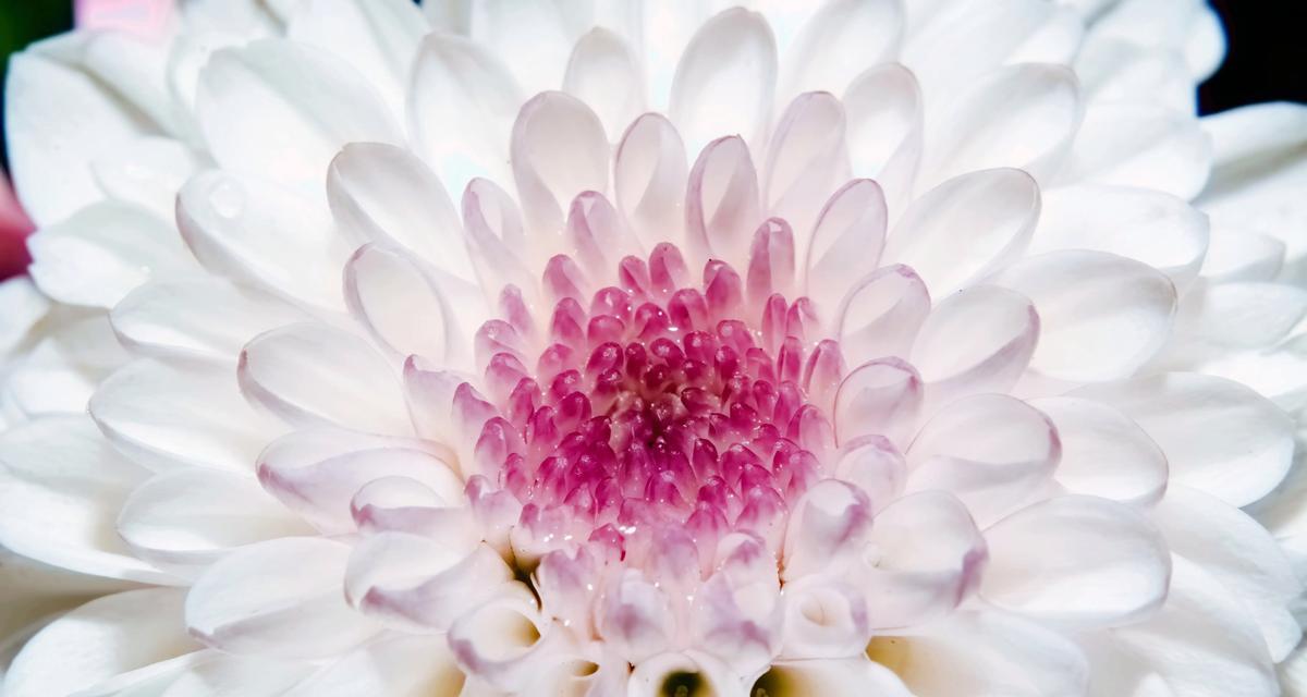 小鹅花钱是什么寓意和花语？小鹅花钱的花语有何特别之处？
